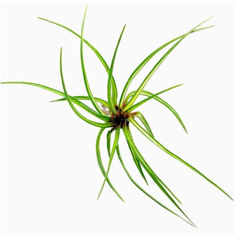 Tillandsia Cyanea Variegated, Pink Quill – Plant