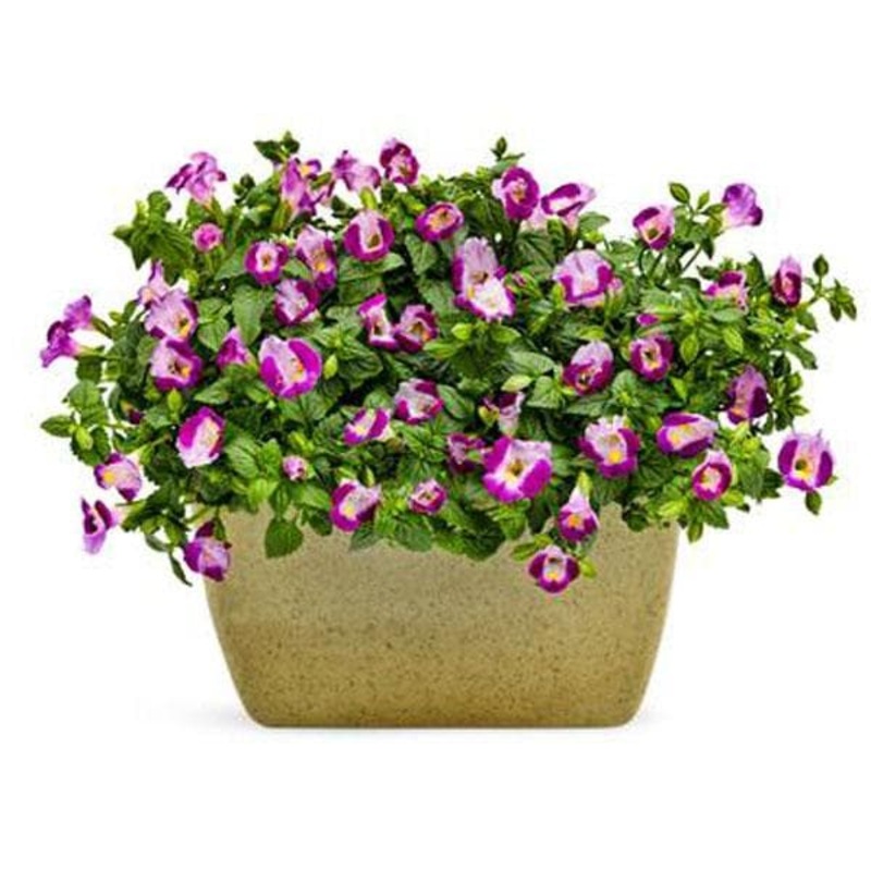 Torenia (Purple) – Plant