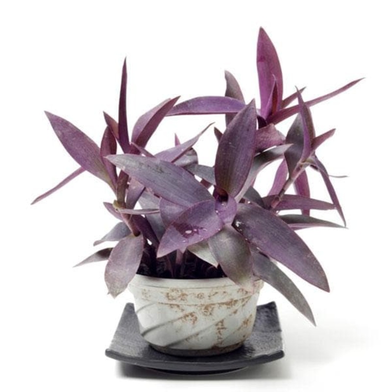 Tradescantia Pallida, Purple Queen, Purple Secretia – Plant