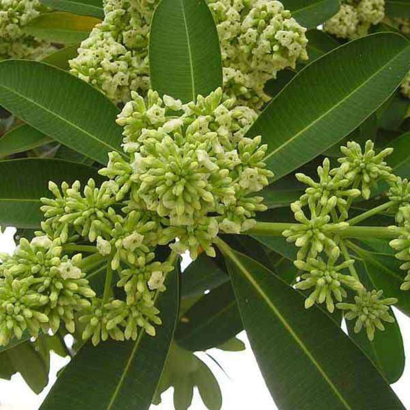 Tree of West Bengal, Saptaparni – Plant