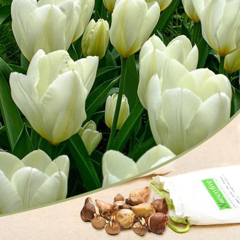 Tulip Purissima (Cream White) – Bulbs (set of 5)