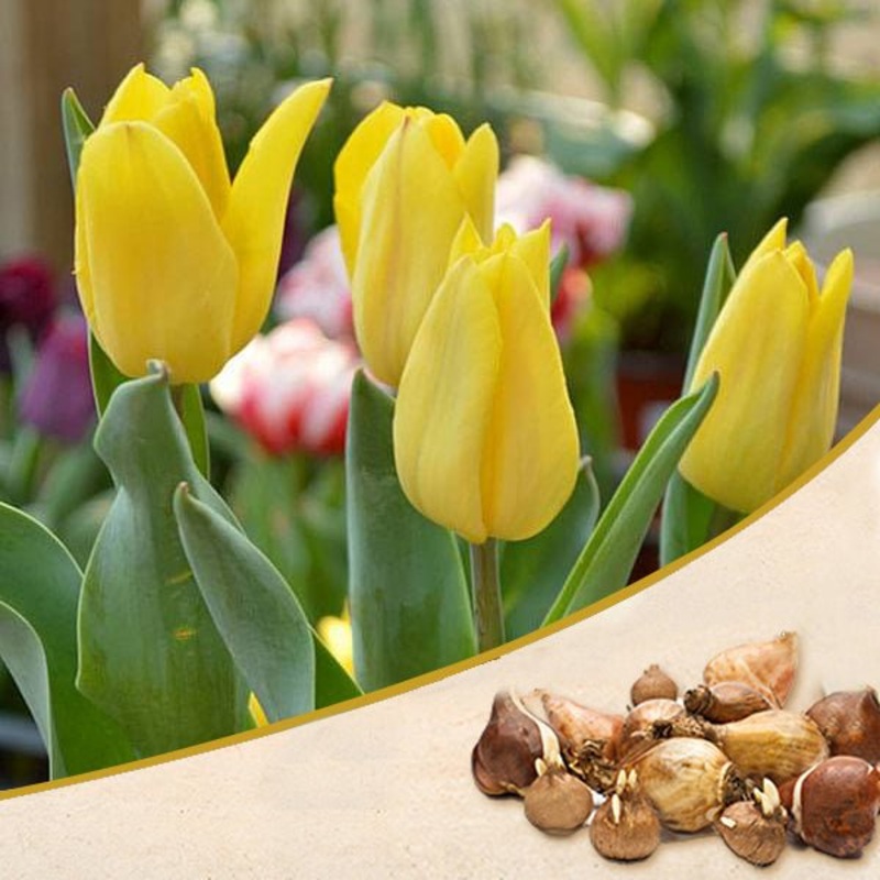 Tulip (Strong Gold) – Bulbs (set of 5)