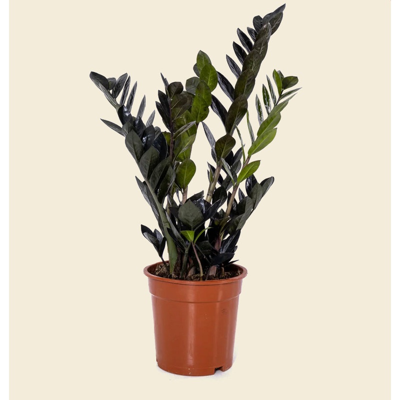 ZZ Raven Plant