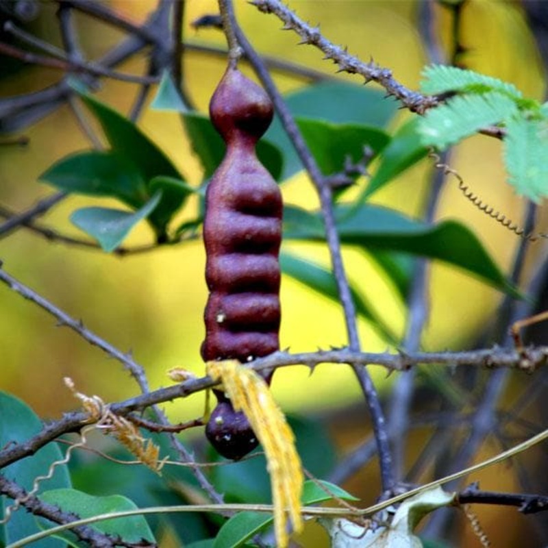 Acacia Concinna, Shikakai – Plant