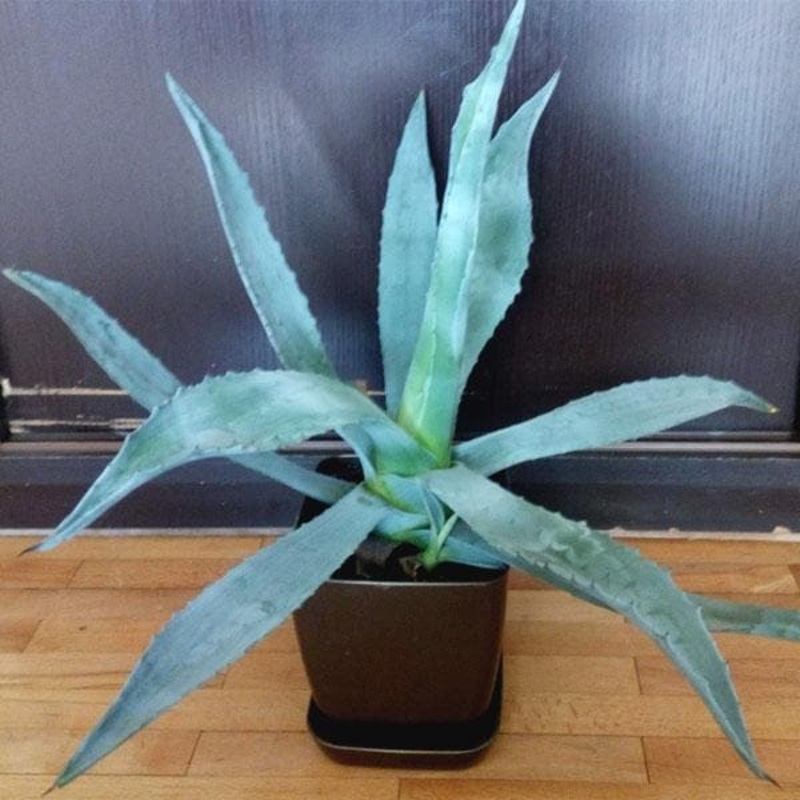 Agave americana, Century Plant – Succulent Plant