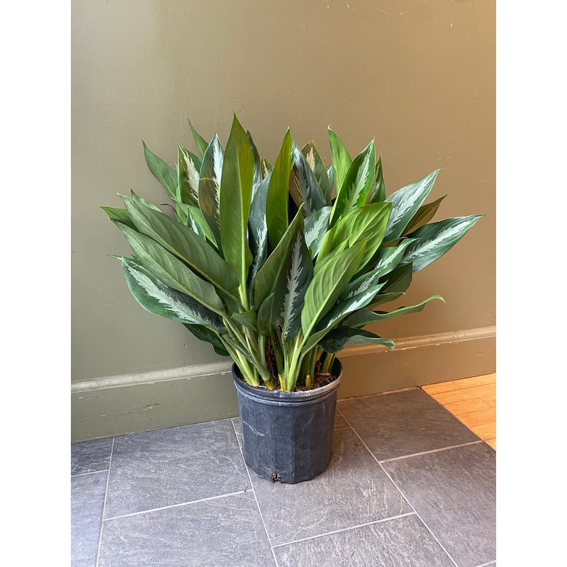 Aglaonema Stiletto|10″|2-3ft