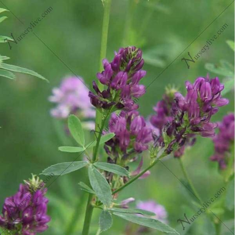 Alfalfa – Plant