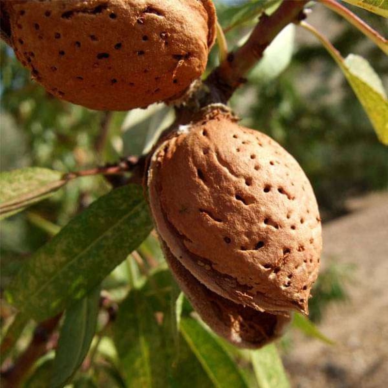 Almond, Badam – 0.5 kg Seeds