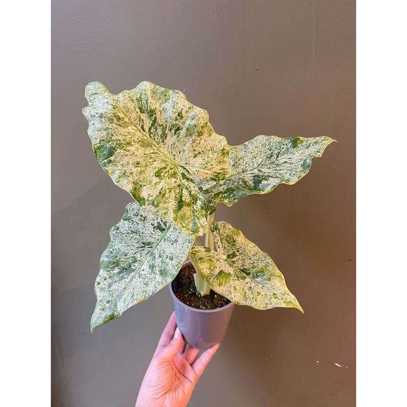 Alocasia Odora Variegata|5″