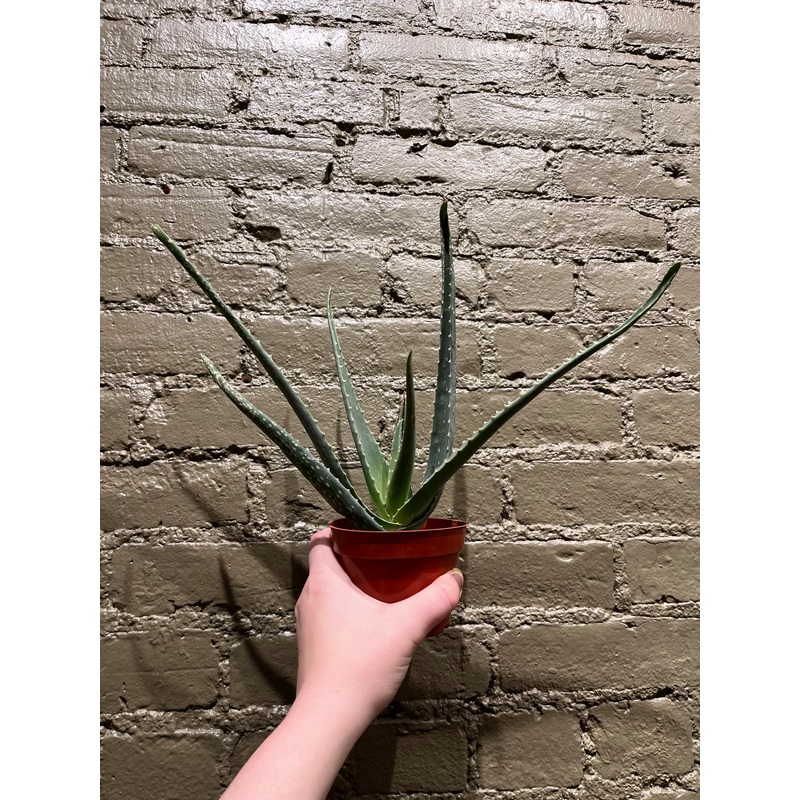 Aloe Vera|4″