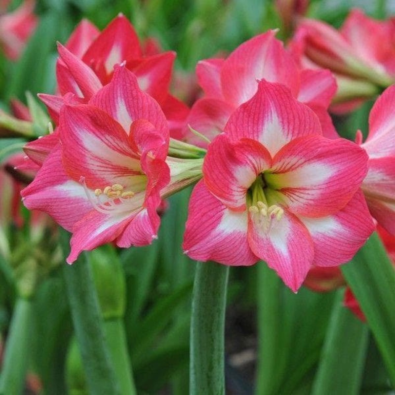 Amaryllis Lily (Any Color) – Plant