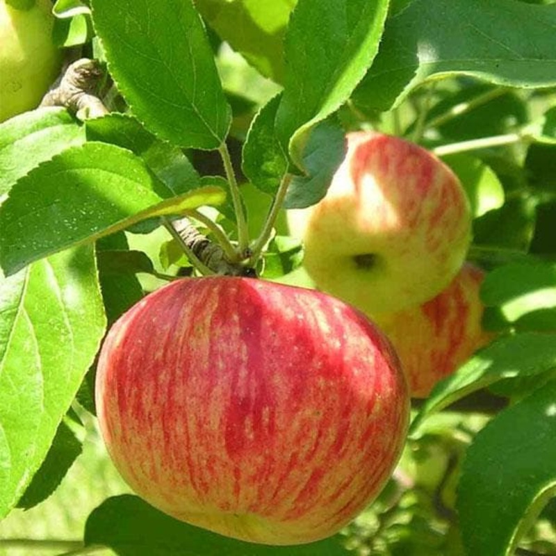 Apple, Seb – Plant