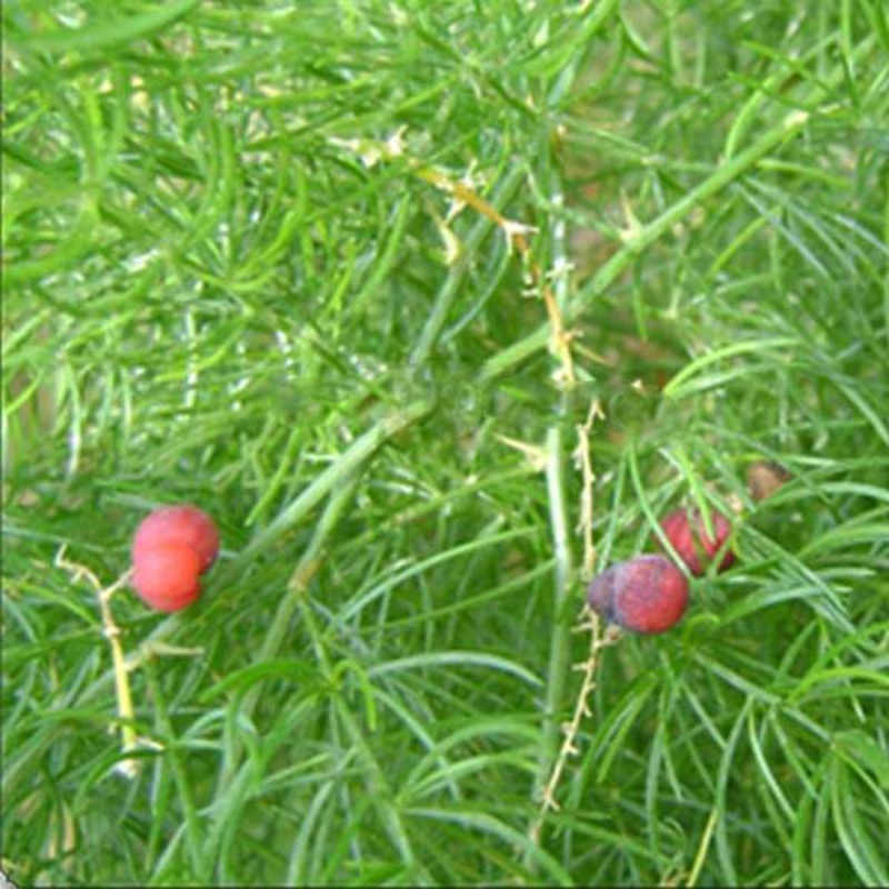 Asparagus Racemosus, Shatavari – 0.5 kg Seeds
