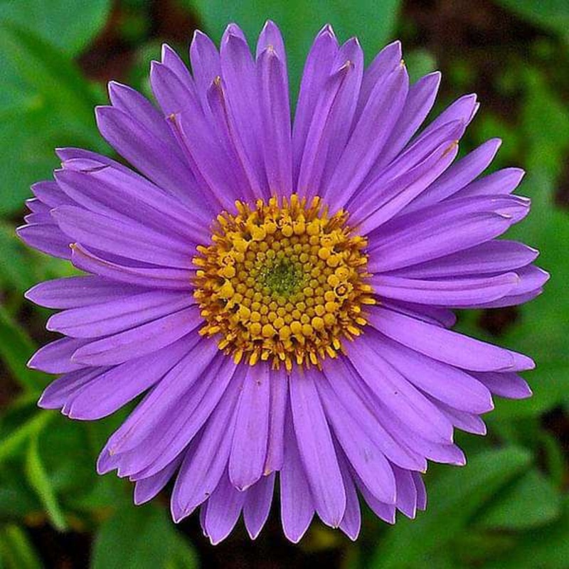 Aster (Any Color) – Plant