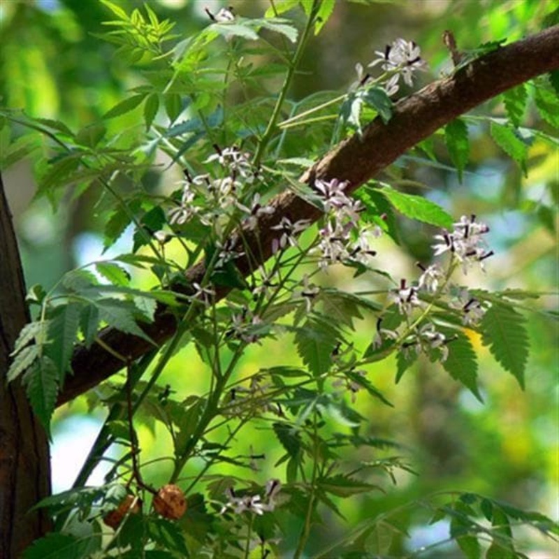 Bakaayan, Bakain, Melia Azedarach – Plant