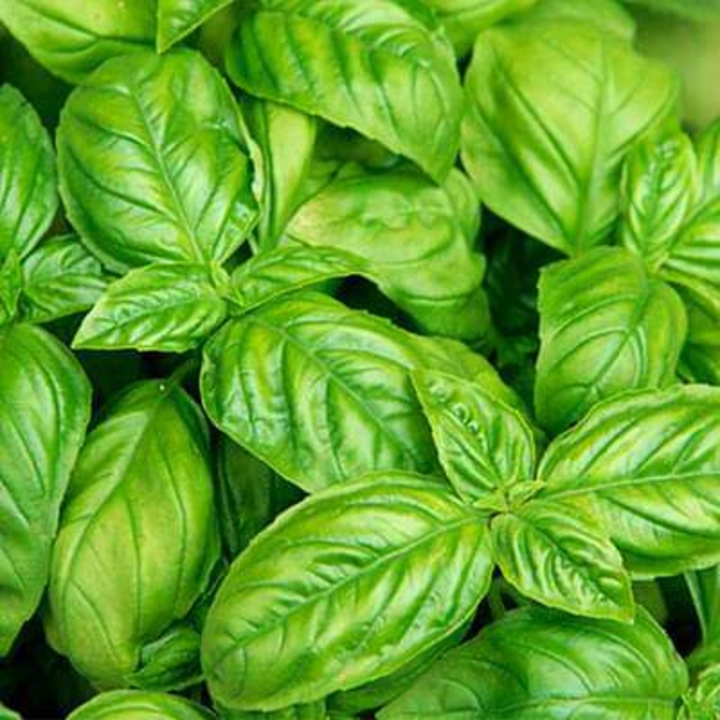 Basil Leaf Italian Broad – Herb Seeds