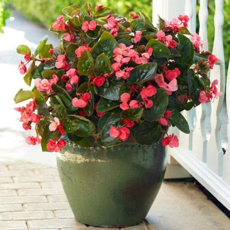 Begonia (Any Color) – Plant
