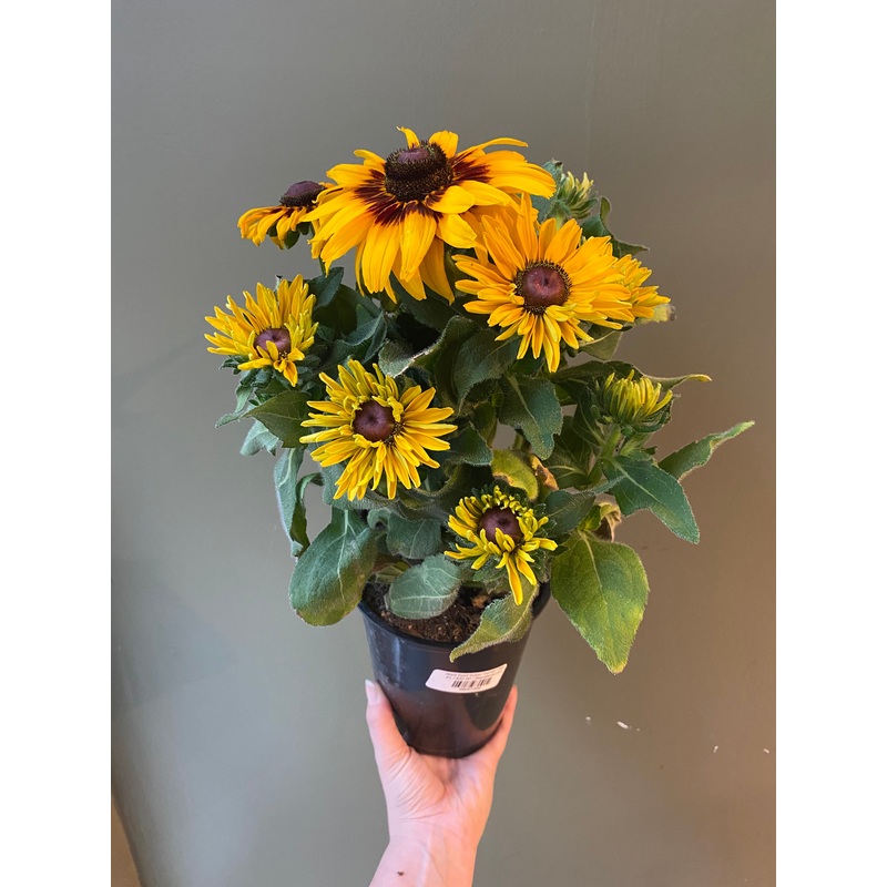Black Eyed Susan ‘Denver Daisy’