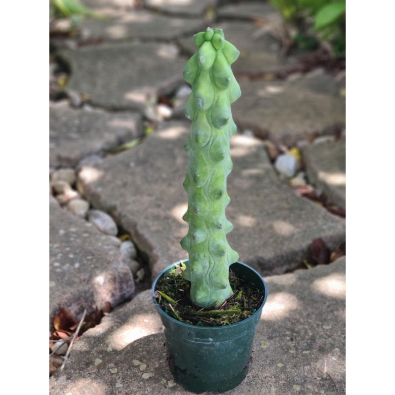 Boob Cactus