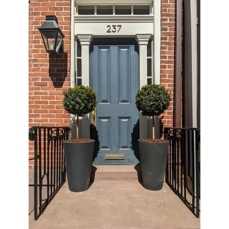 Boxwood Topiary|2-3ft topiary