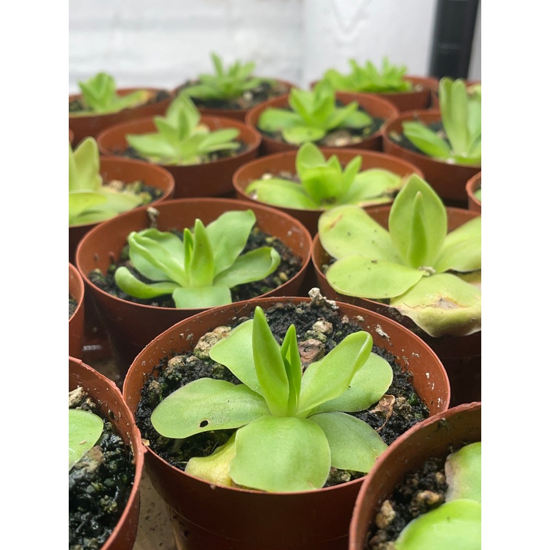 Butterwort|3″