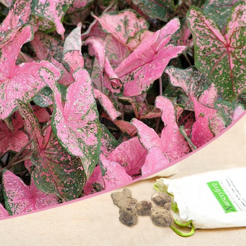 Caladium (Pink) – Bulbs (set of 10)