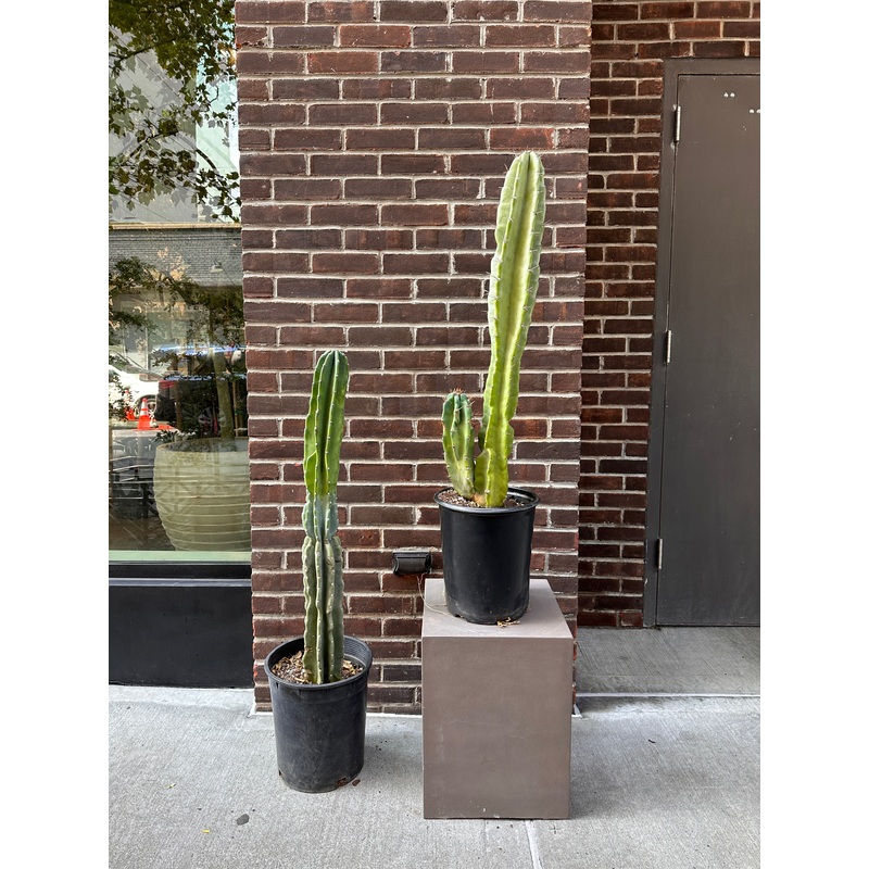 Cereus Peruvianus|12″|14″|17″