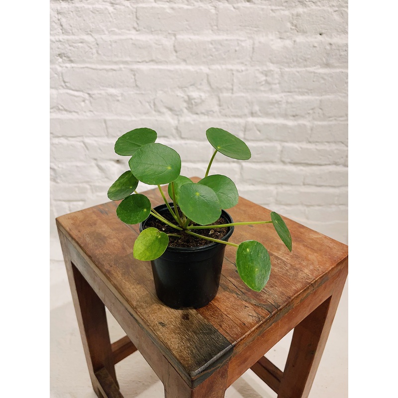 Chinese Money Plant|4″|6″