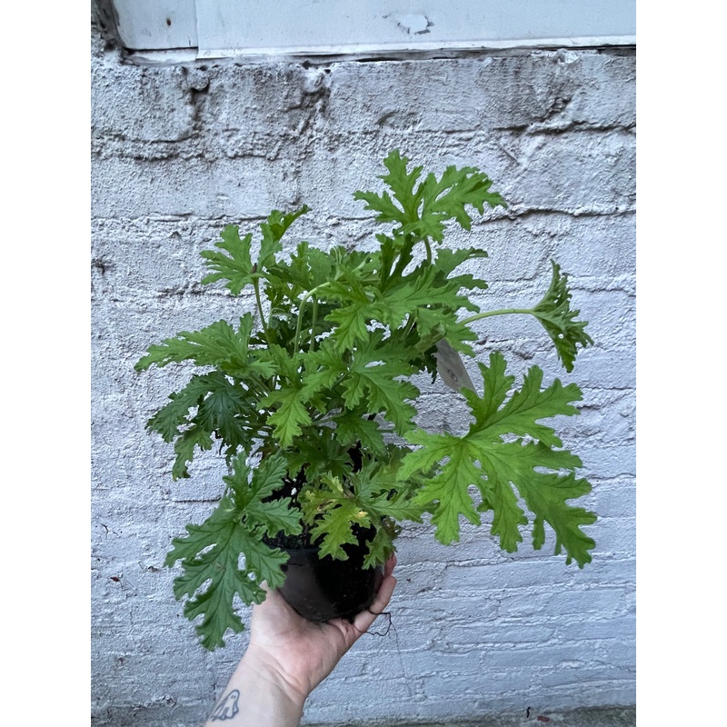 Citronella Plant|6″