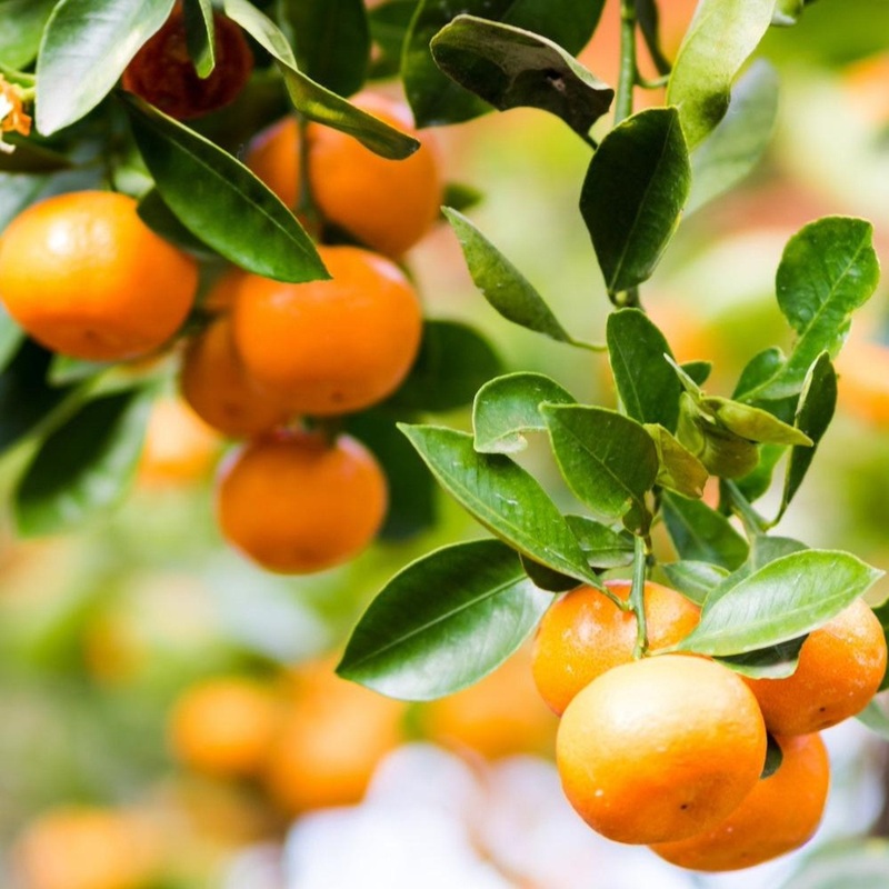 Clementine Mandarin Tree|1-2 ft.