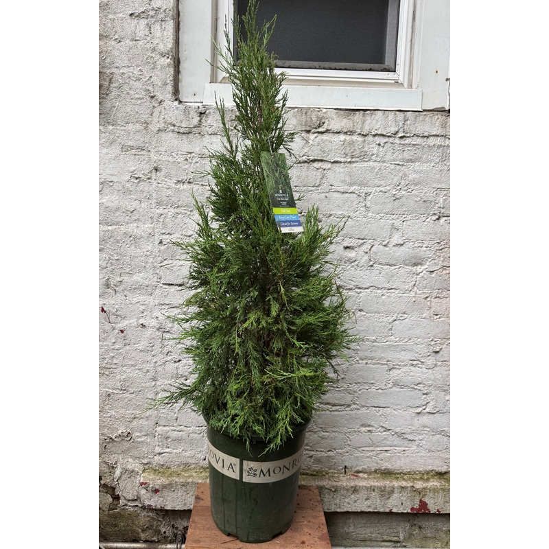 Cologreen Juniper||5