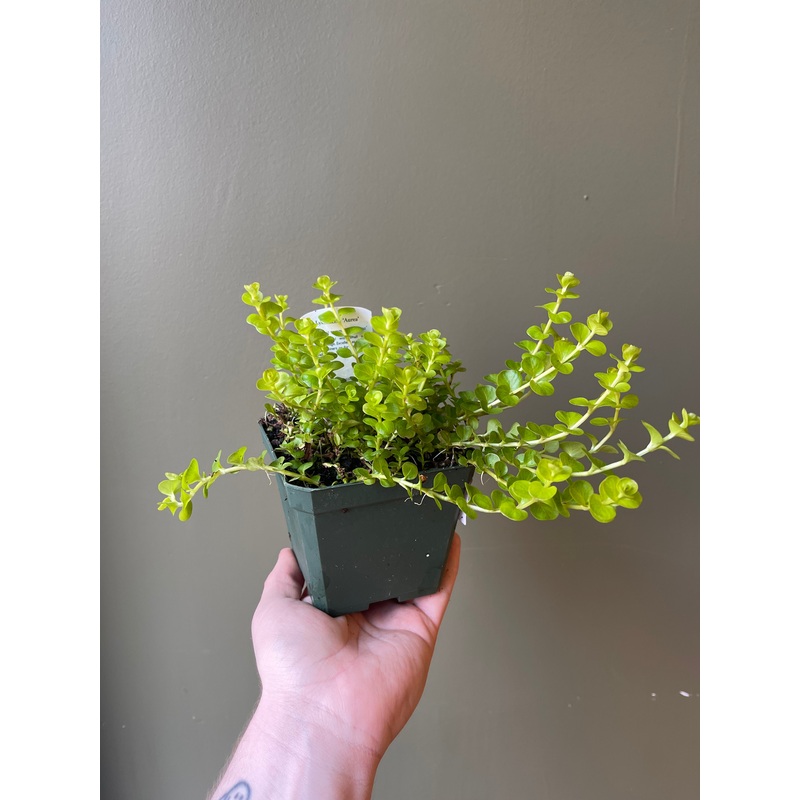 Creeping Jenny|4.5″