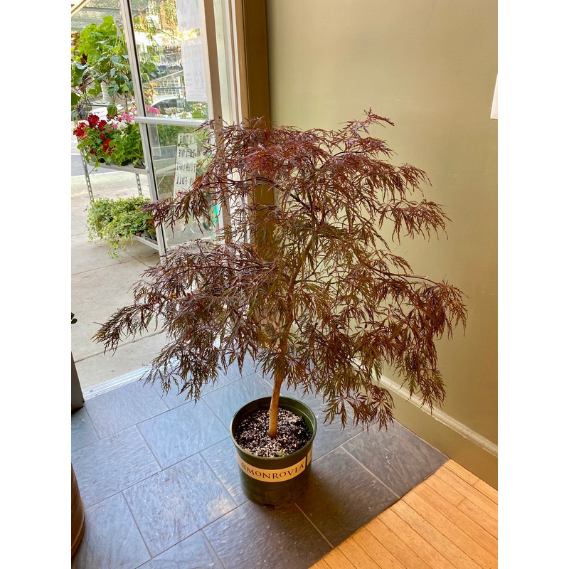 Crimson Queen Japanese Maple||5