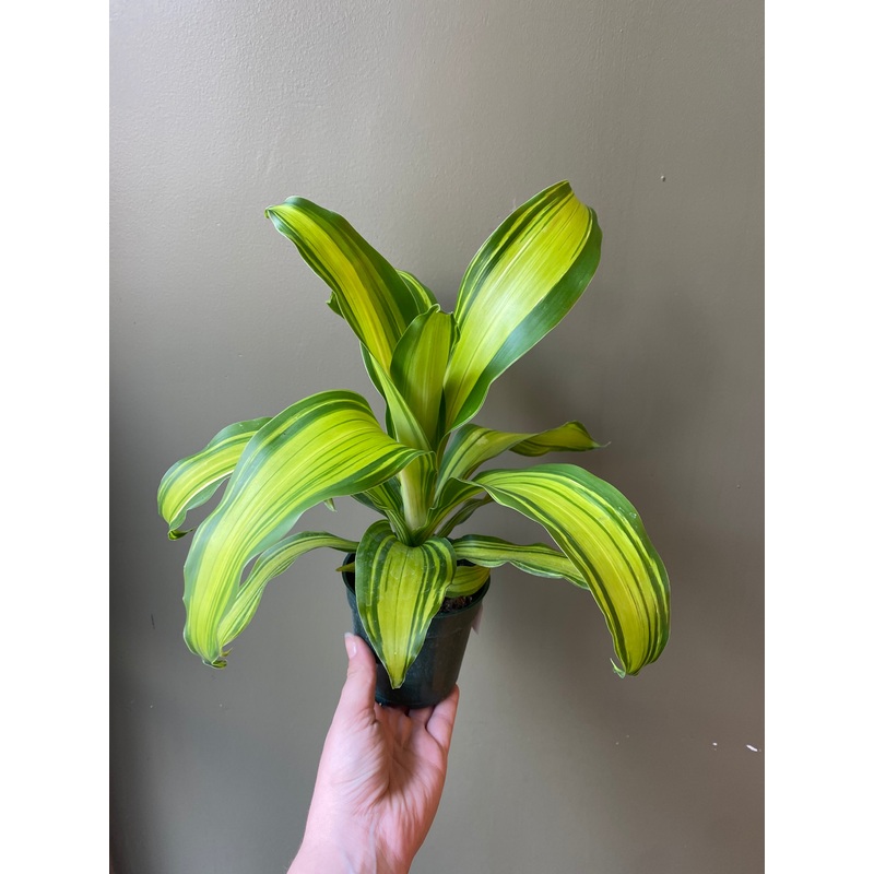 Dracaena ‘Marley’|4″