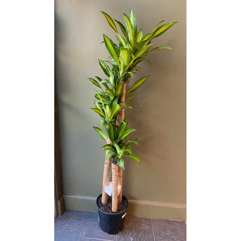 Dracaena Mass Cane|10″