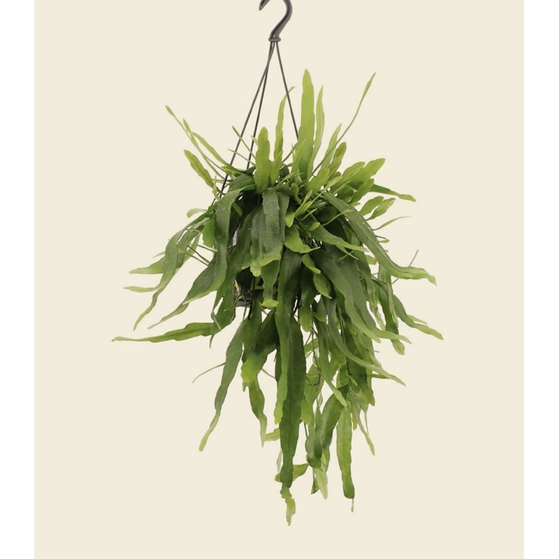Epiphyllum pumilum – White Orchid Cactus