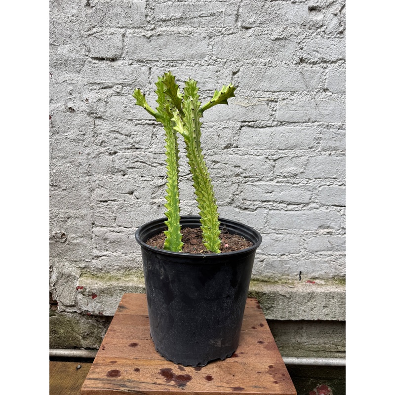 Euphorbia ‘Mint Cream’|4″|10″