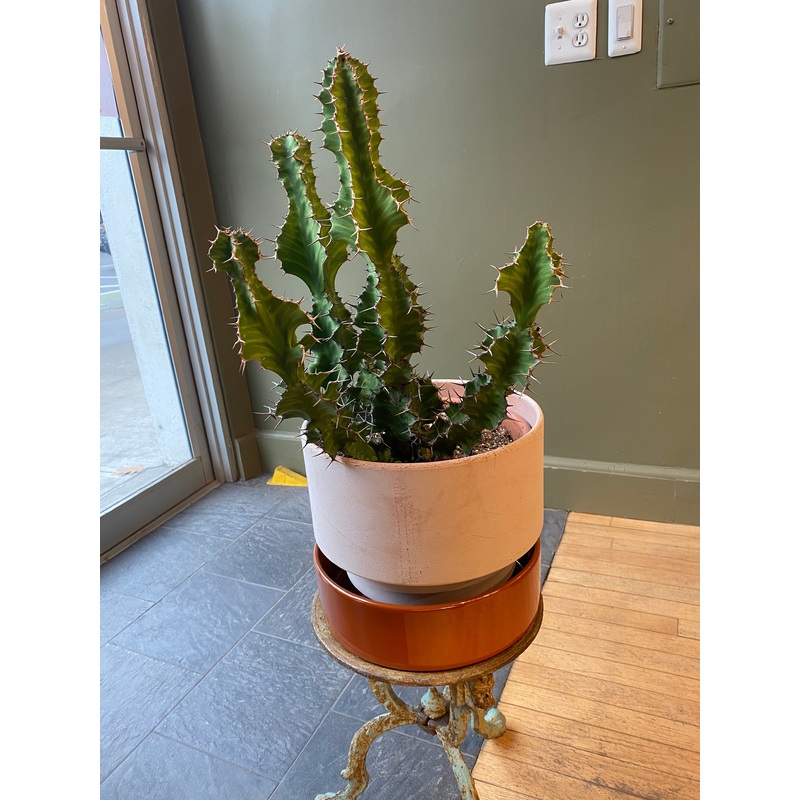 Euphorbia Zig Zag|10″