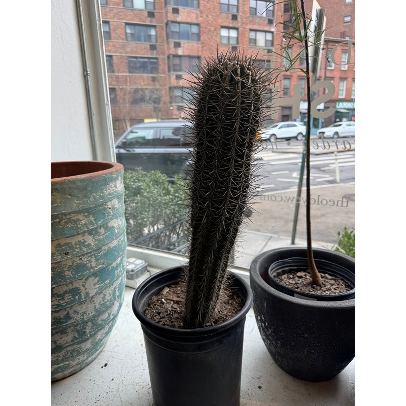 False Saguaro|12″|2-3ft