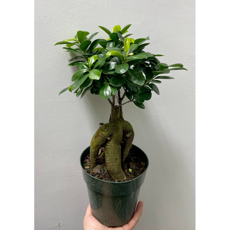 Ficus Ginseng Bonsai|4″|6″