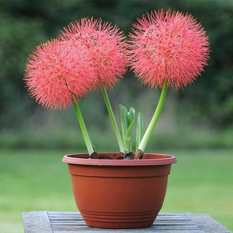 Football Lily, Haemanthus Multiflorus, Blood Lily – Bulbs (set of 5)