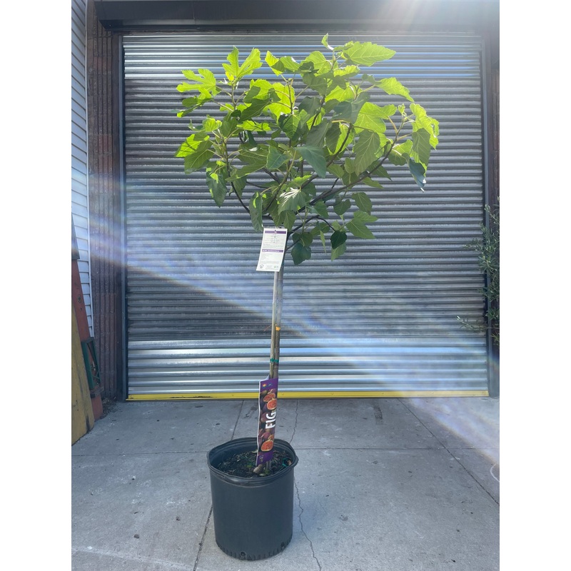 Fruiting Fig Tree|17″|6-7ft|Standard