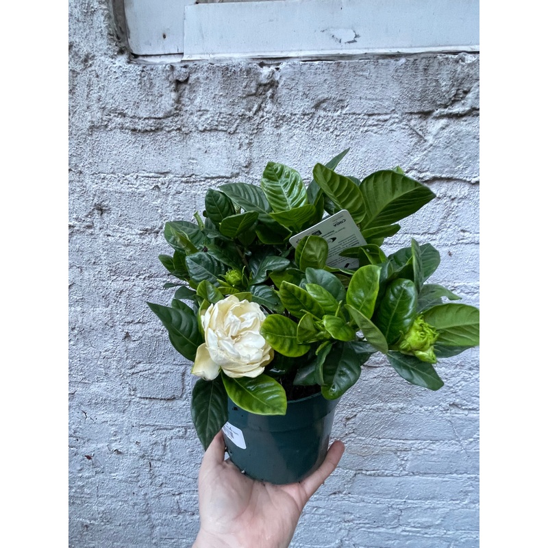 Gardenia|6″|10″ Standard