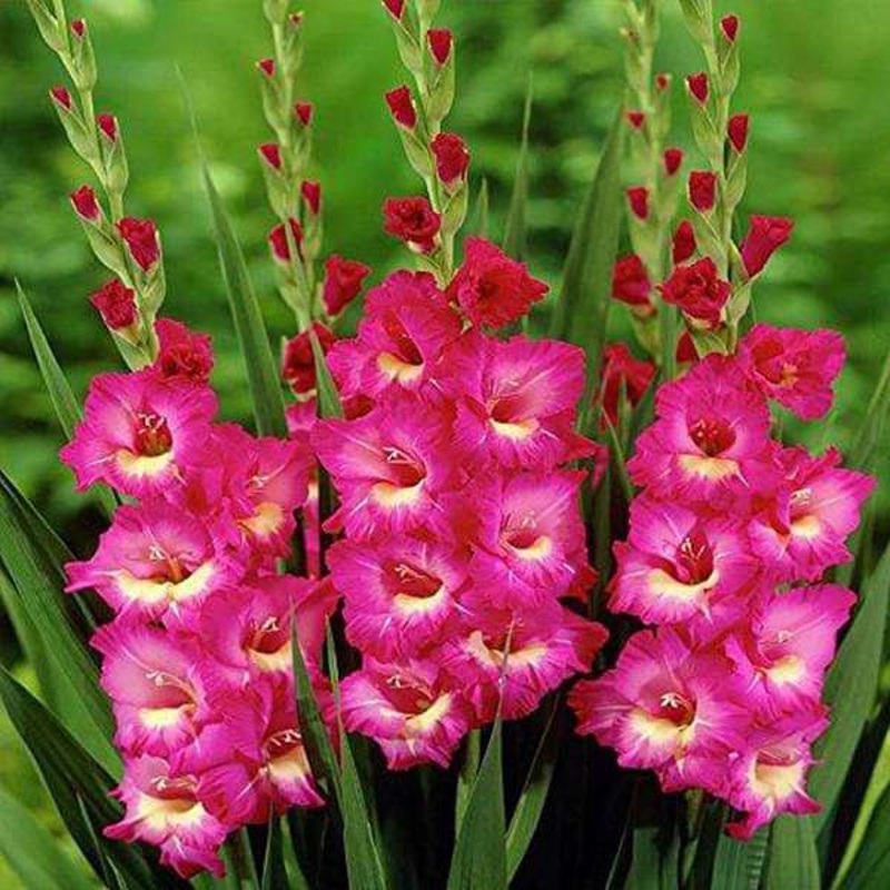 Gladiolus American Beauty (Pink) – Bulbs (set of 10)