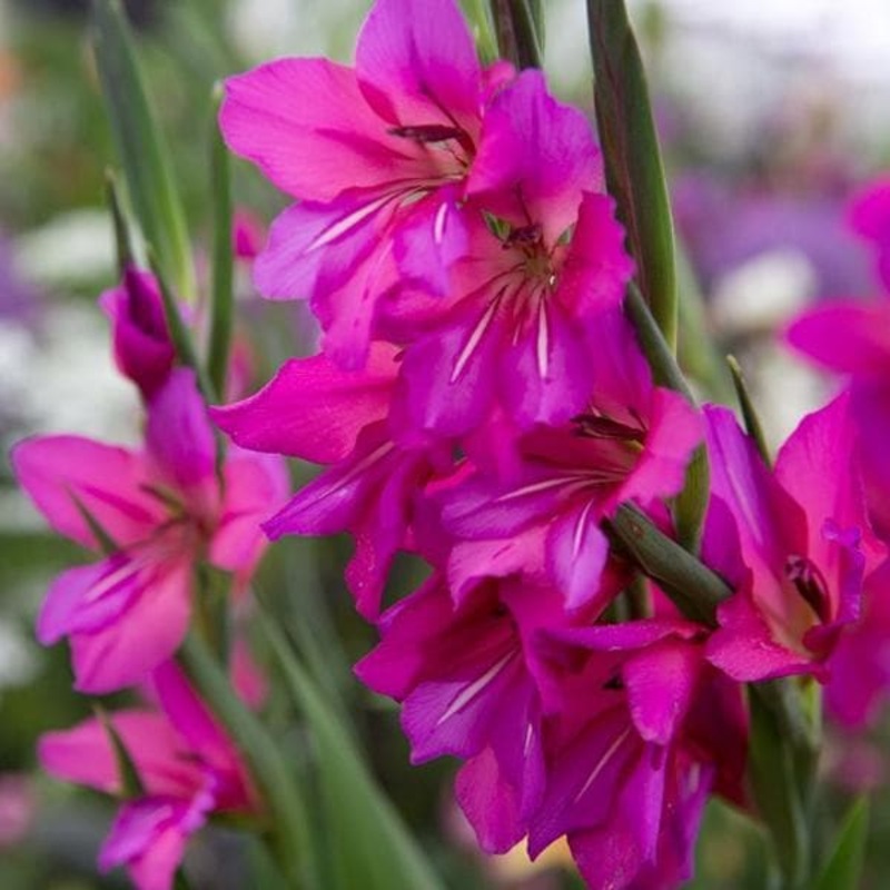 Gladiolus Friendship (Magenta) – Bulbs (set of 10)