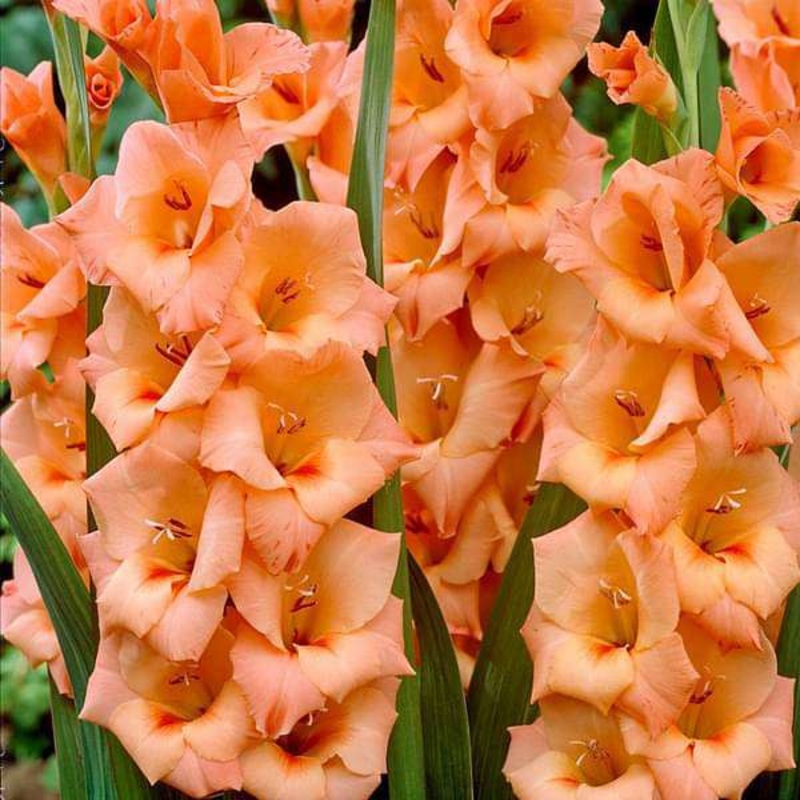 Gladiolus Saffron (Orange) – Bulbs (set of 10)