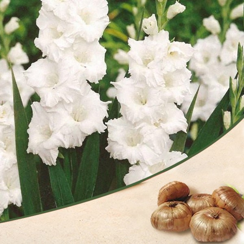 Gladiolus (White) – Bulbs (set of 10)