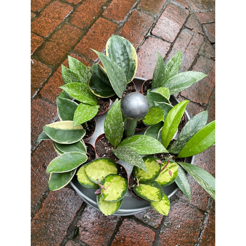 Hoya|2″|Assorted
