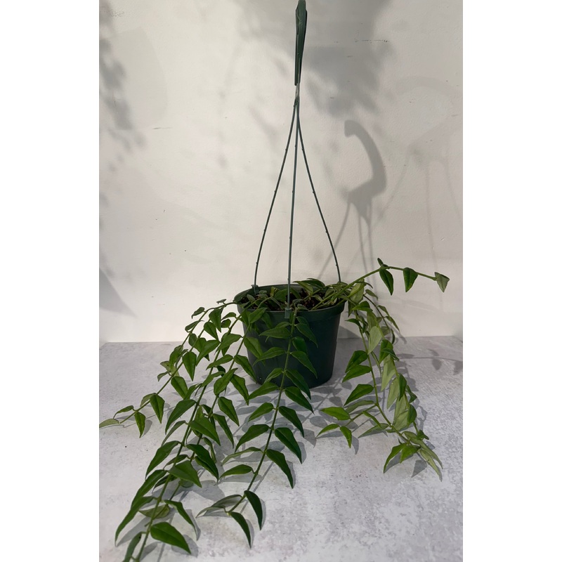 Hoya Bella|6″