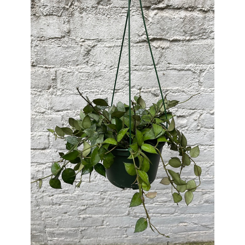 Hoya krohniana ‘Eskimo’|6″